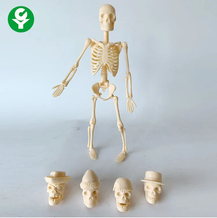 20CM can be assembled human skeleton model toy bone gifts