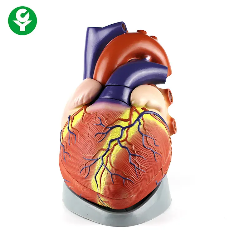 anatomy human heart model Medical plastic anatomical Jumbo Heart Model visceral model