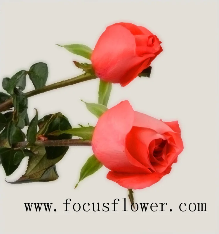 Хорошее качество свежесрезанных роз цена жасмин цветок кино звезда из куньмин