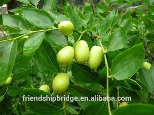 
Chinese Jujube Date Trees seedling 