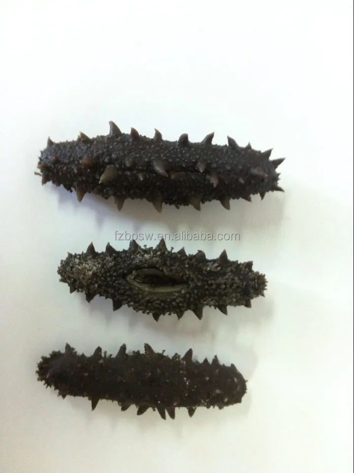 Морской огурец по цене stiweus, колючий/spiky/spiny / thorny Sea slug,