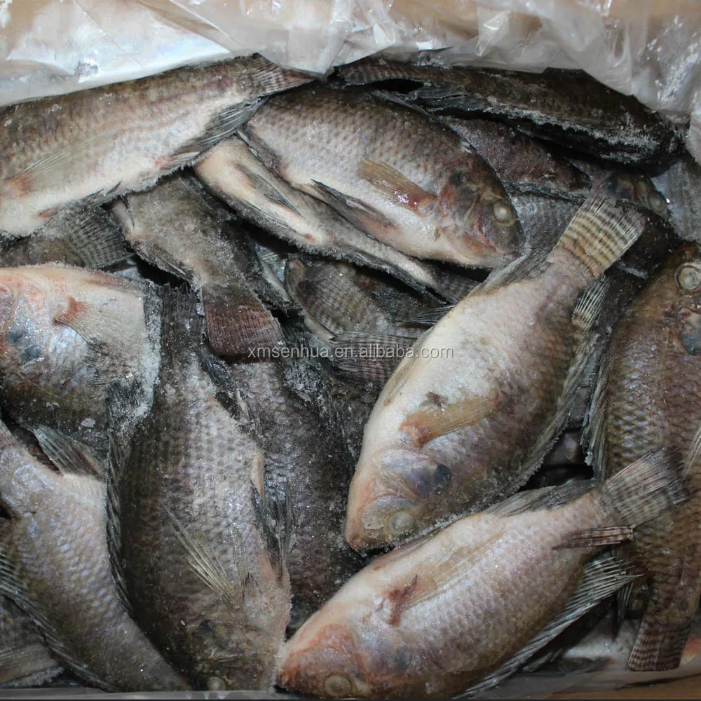 Whole round tilapia fish frozen tilapia specification