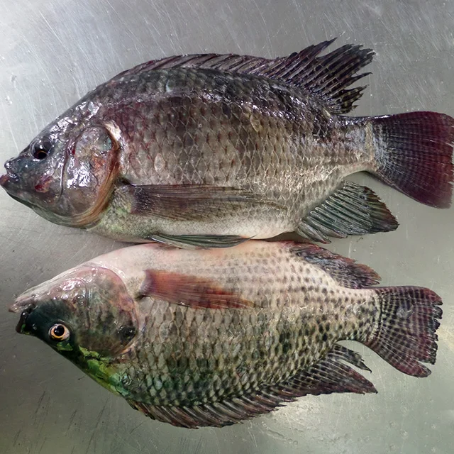 Реалистичные круглые рыбные продукты тилапии, поставка из Китая