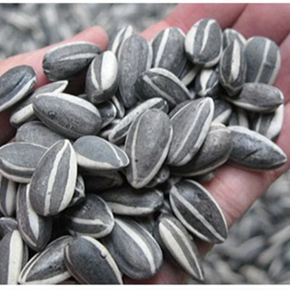 agricultural crops of egypt oil sunflower seed ton price sunflower seeds