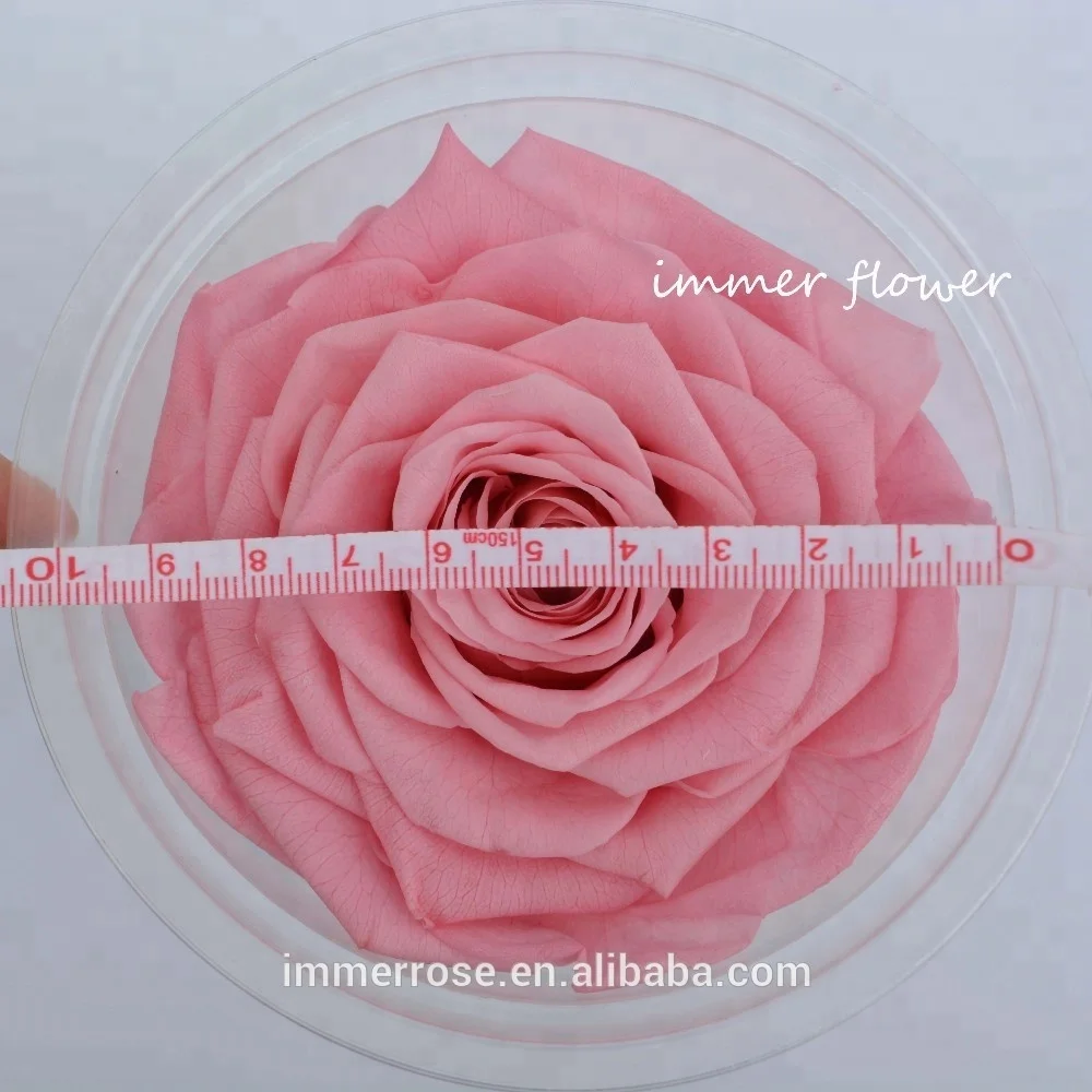 
Everlasting flowers ecuador huge rose Preserved Black Roses Flower 