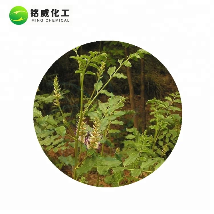 100% Natural Glycyrrhiza Uralensis Root Extract Glabrindin Powder