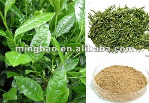 Instant Tea Powder Green