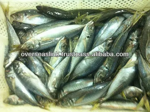 High Quality BQF olig mackerel horse mackerel seafood from Morocco