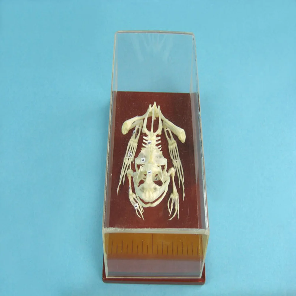 New High Quality Cheap Price Preserved Anatomical Frog Skeleton Model