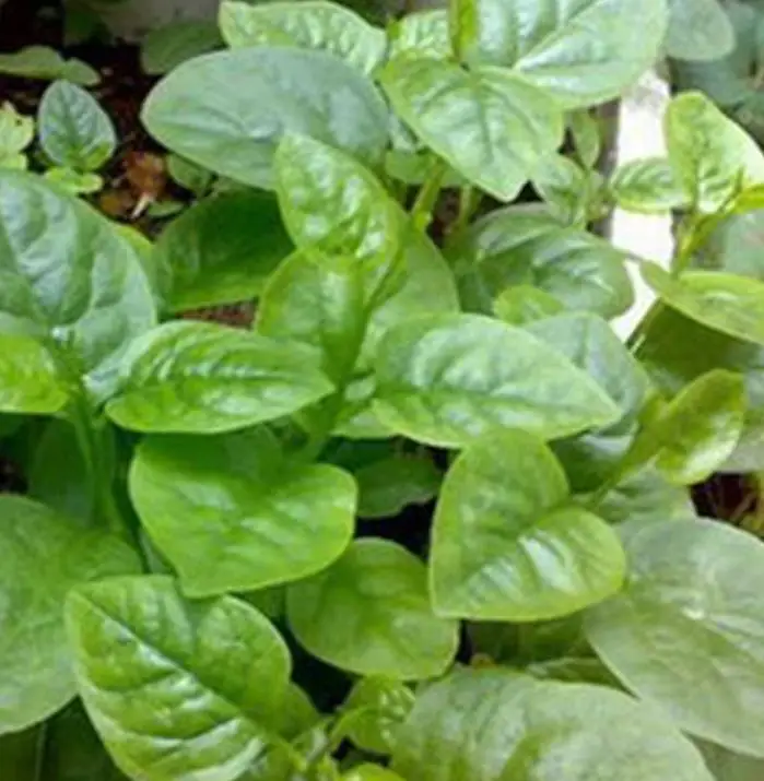 250g/bag High quality edible dry Vegetable Seeds loose Ceylon Spinach Seeds