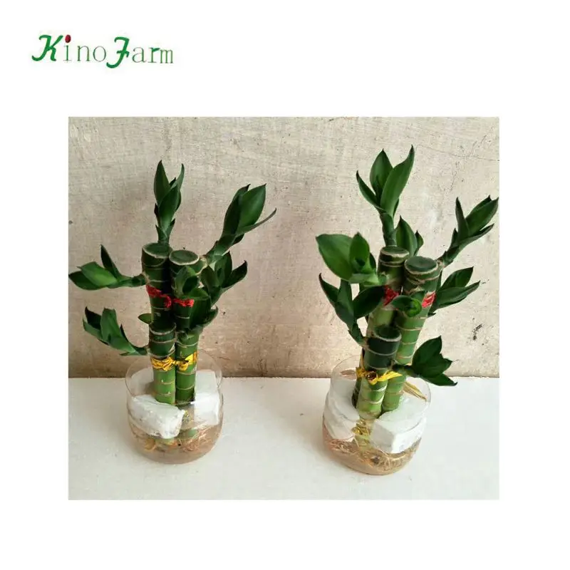 ornamental indoor plant tower lucky bamboo 2 layer (60822081030)