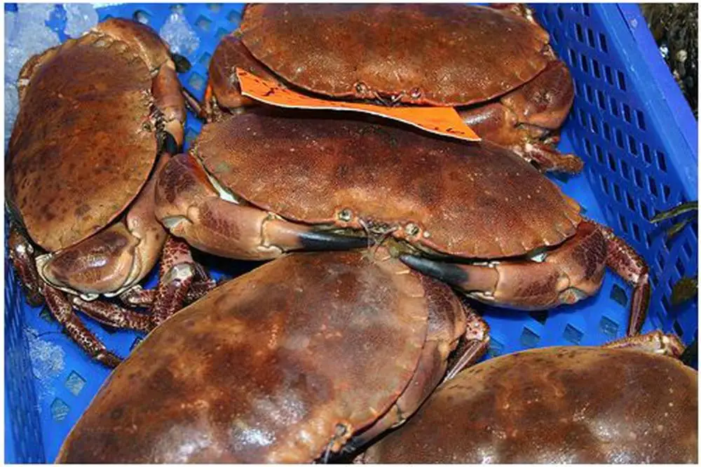 
Brown Crab 