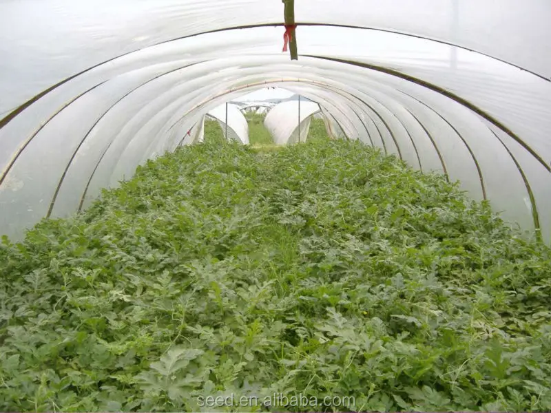 HP Black Skin Red Flesh Hybrid Watermelon Seeds