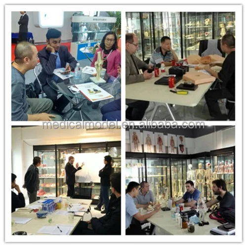 R190113 Veterinary Supply Animal Pet Dog Medical Anatomy Canine Skeleton Model