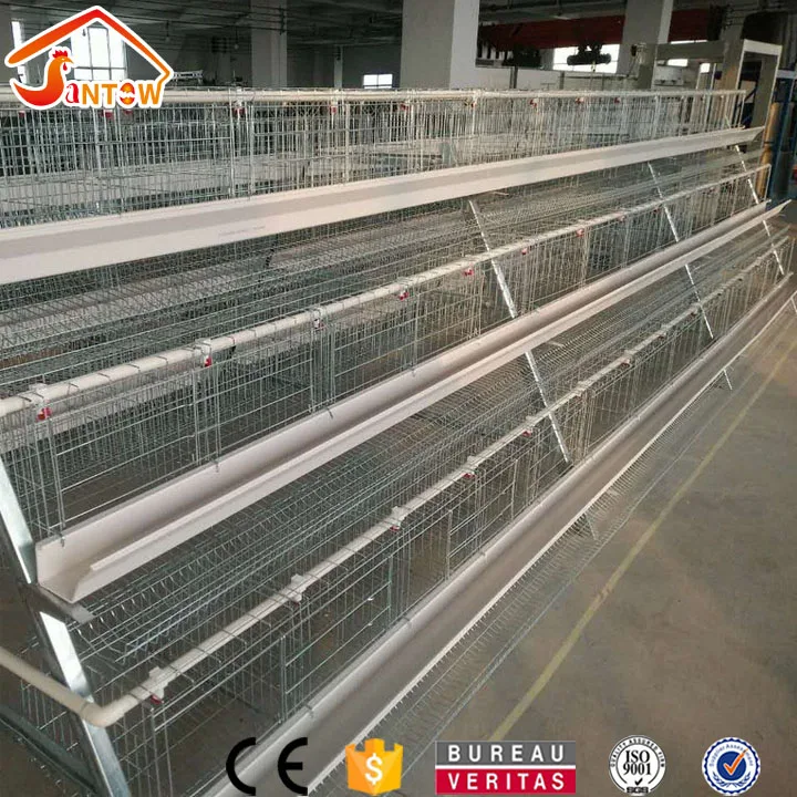 Feeding 5000 chicken 120 birds layer chicken cage type design poultry house