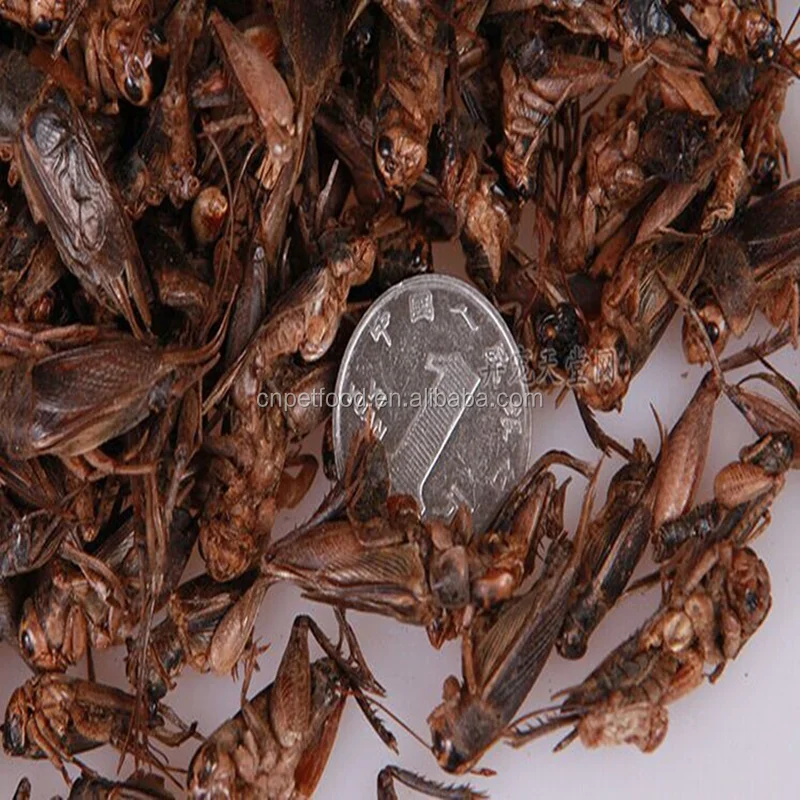 Сушеные колючки корм для птицы корм для кур корм для птиц