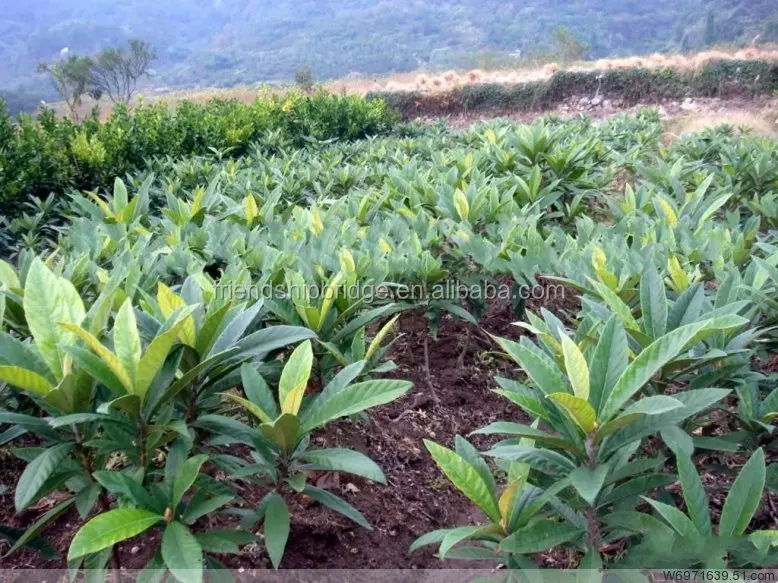 Low price China Loquat fruit tree seedling