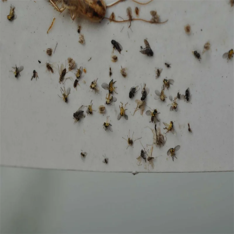 tomato leaf miner pheromone lure