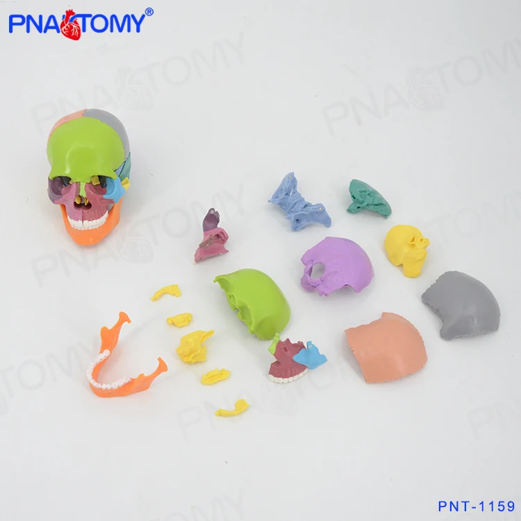 PNT-1159 1/2 size skull model 15parts with magnets hot sell detachable medical model for school