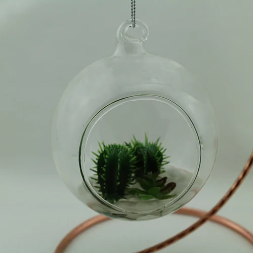 
We export succulent plants glass succulent plant potted 