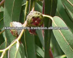Highest Selling High Quality 100% Natural Pure Eucalyptus Oil for Bulk Buyers