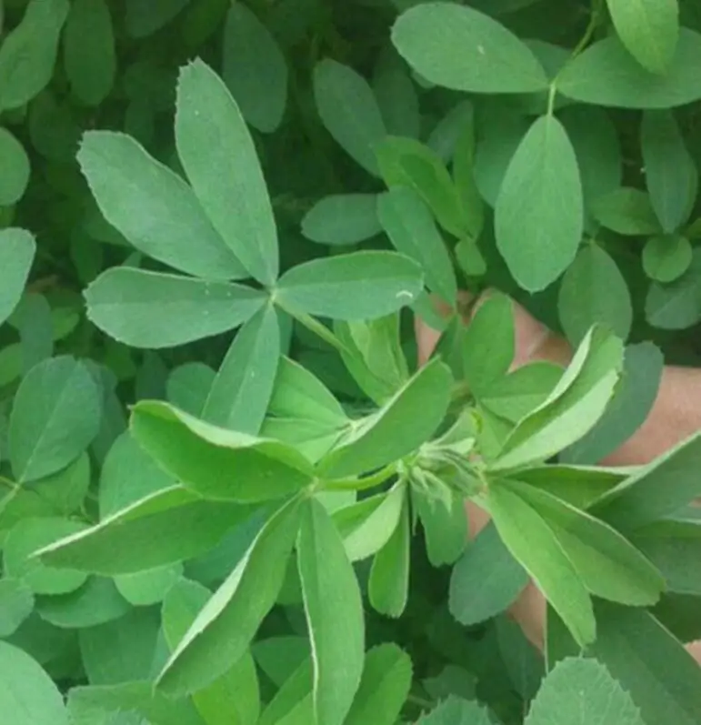 Natural pure animal feeding grass red purple flowers Medicago sativa seeds