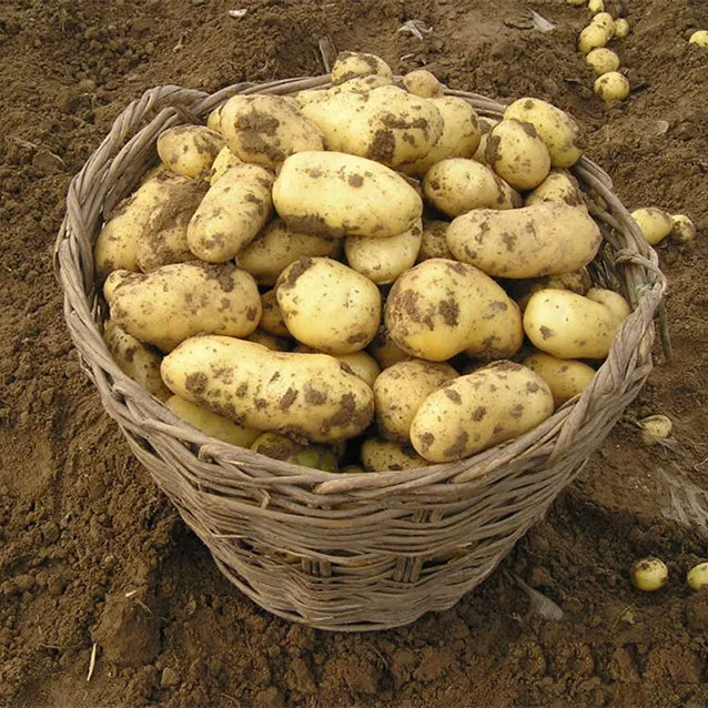  Новейший Урожай Картофеля из Голландии на