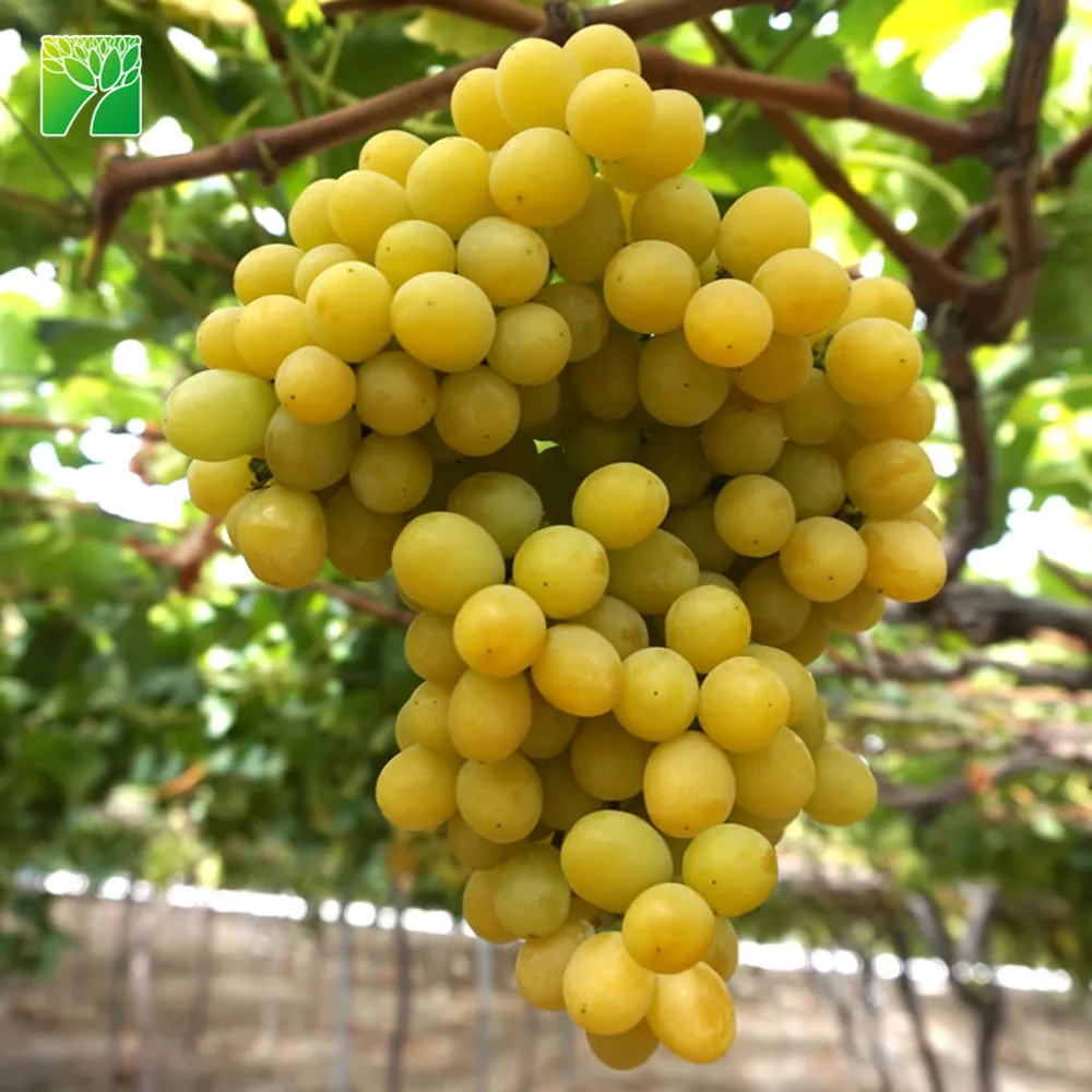 
Cheap wholesale fruit sapling tree Cotton Candy Vitis vinifera 