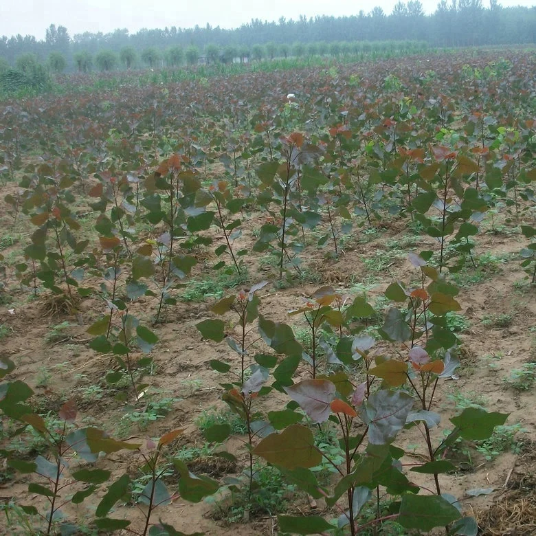 
Yang shu fast growth cold resistant not catkin male Alamo trunk cutting plants 