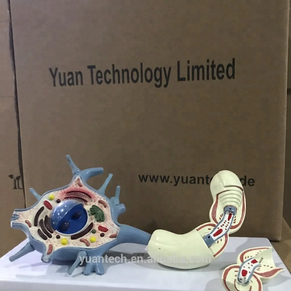 Модель анатомии человеческого нейрона BMN/N012 модель