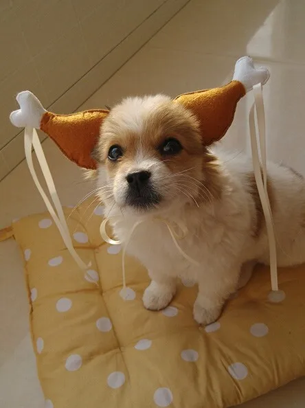 wholesale new design cat hats fashion pet hats for cats