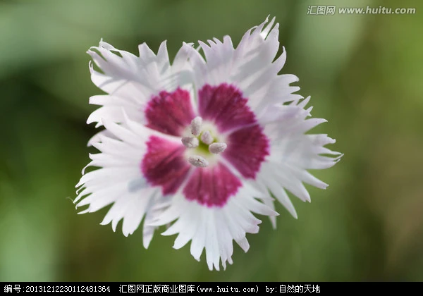 
Asian garden indoesnisa Feathered Pink seeds flower seeds for growing 