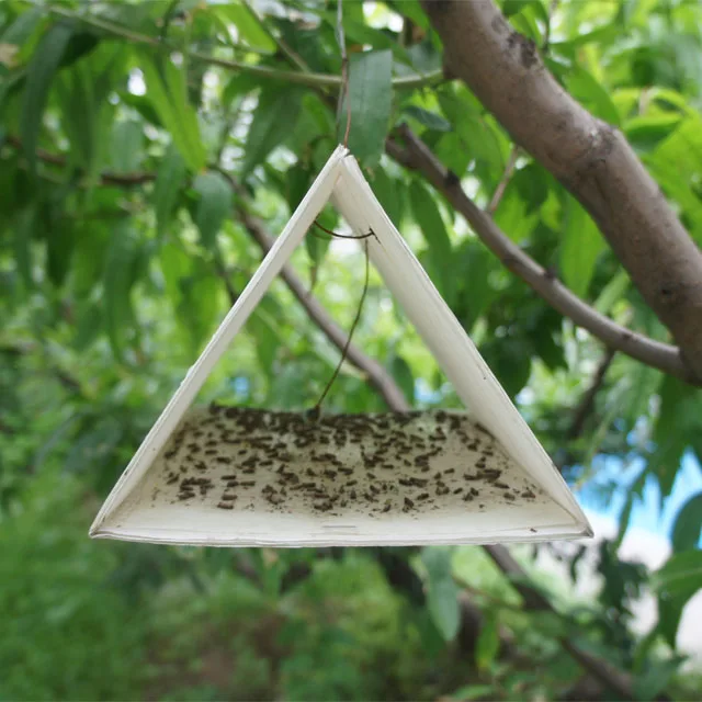 
Oriental fruit moth Grapholitha molesta pheromone lure pheromone trap 