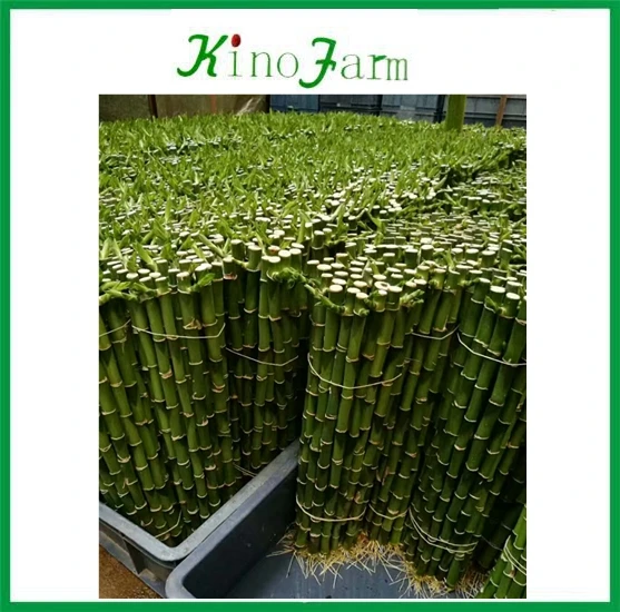 
ornamental indoor lucky bamboo for sale 