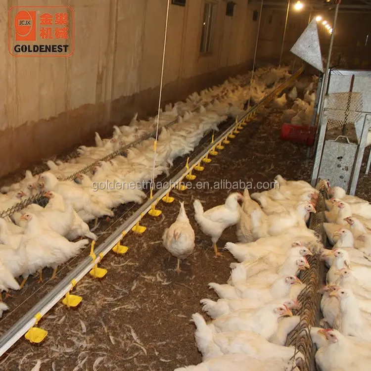 Goldenest Poultry breeder Chicken Breeding Machine Chicken egg poultry farm Equipment Automatic