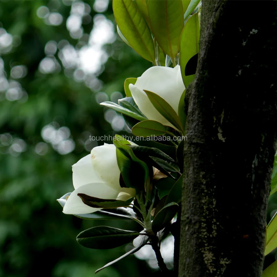 Лидер продаж 2021, семена магнолии делавии, семена лирианы делавии