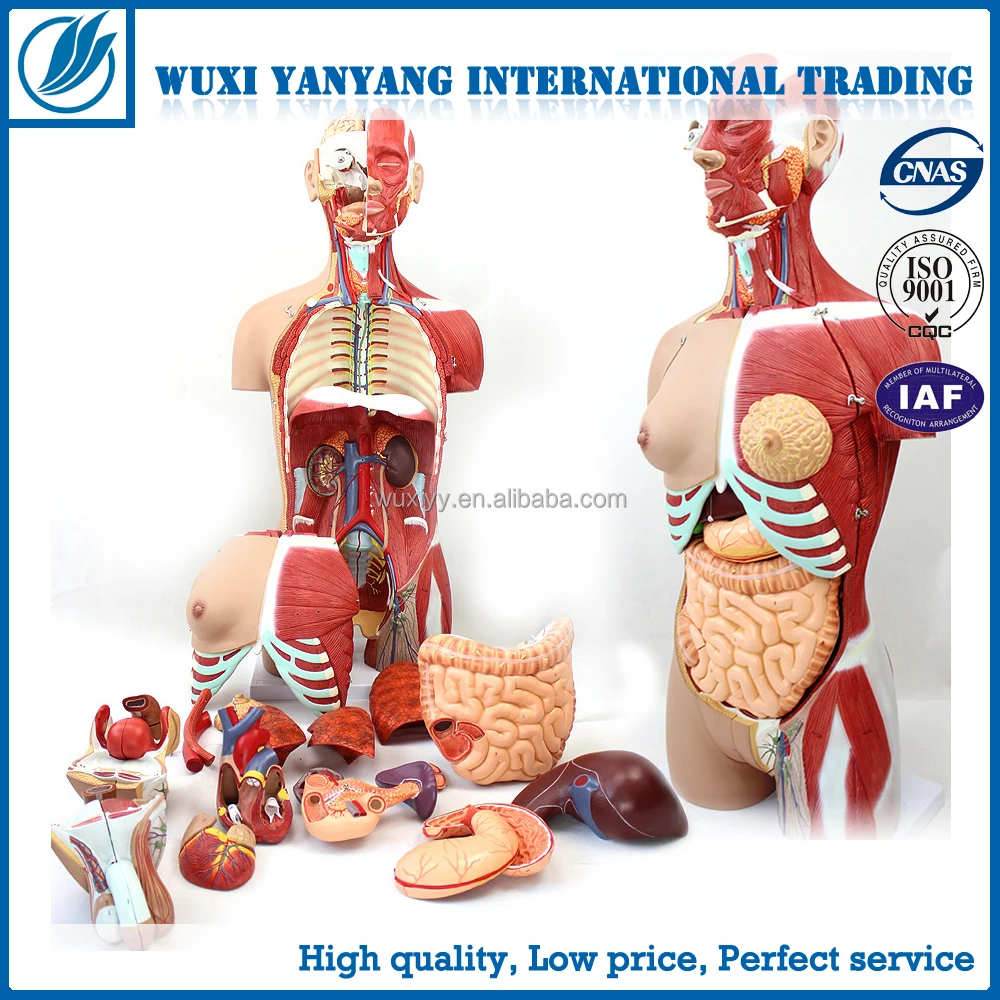 32 Parts Human Anatomical Torso Model