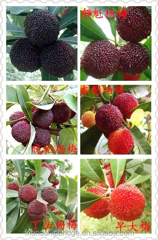High quality Myrica Rubra Waxberry Tree Seedlings