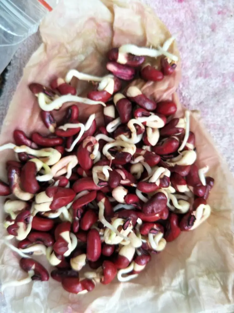 
Yard Long green vegetable cowpea Asparagus bean seeds 1kg/bag 