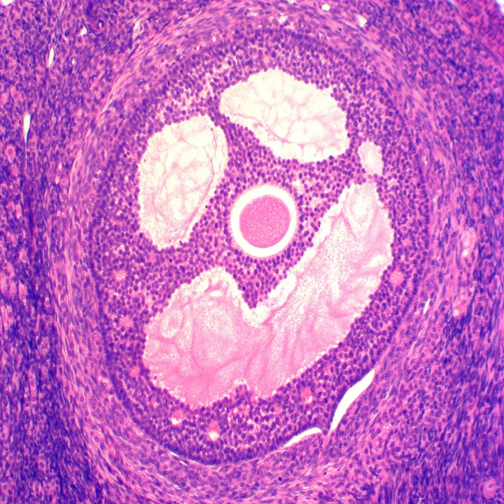 Teaching resources Medical science histology prepared microscope slides/Ovary of Rabbit sec histology prepared slides
