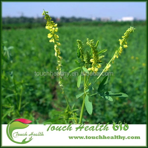 2021 Melilotus suaveolens seeds/Melilotus albus seeds/forage grass seeds