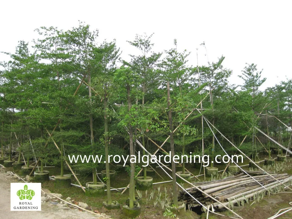
Terminalia mantaly Tropical trees high 4-9m,dia 6-13cm 