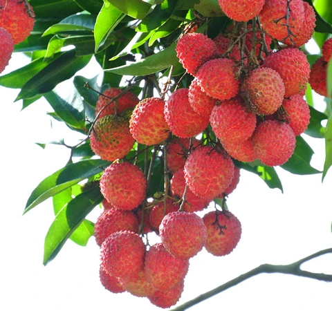 Canned lychee in syrup best selling products tin can for indonesia