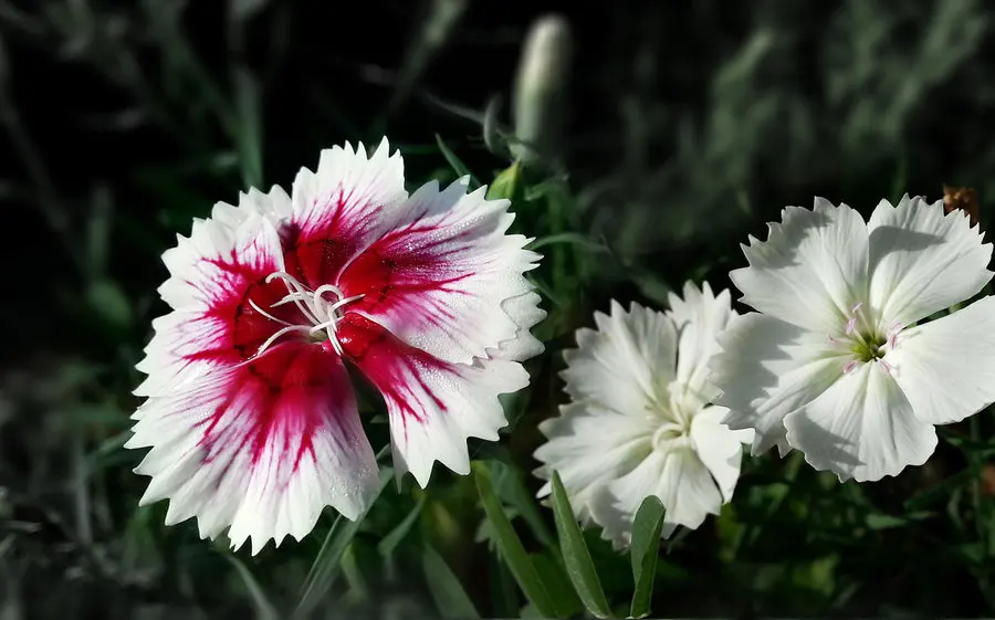 
Asian garden indoesnisa Feathered Pink seeds flower seeds for growing 