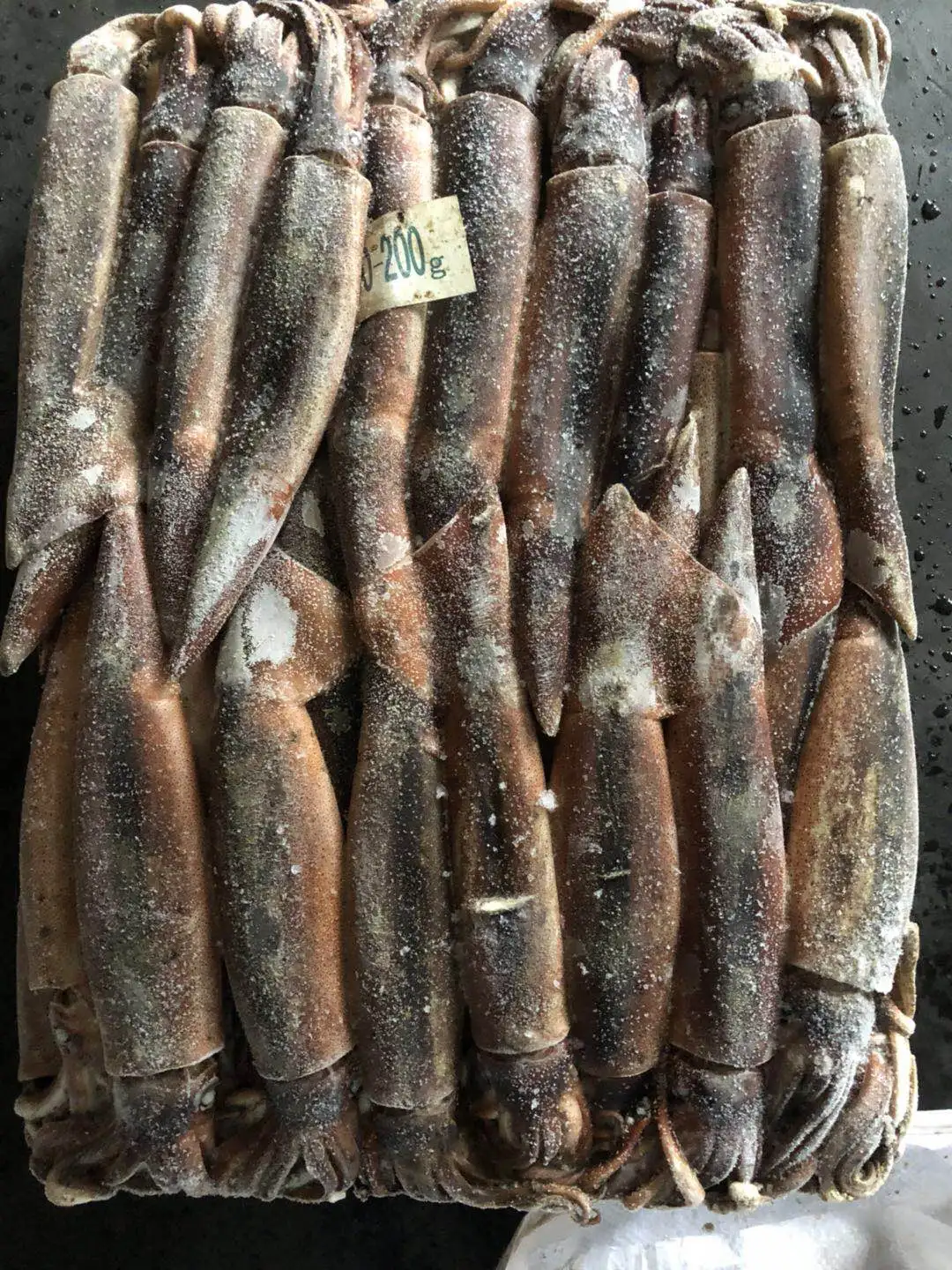 Argentina Squid 200-300g New Catch Raw Squid Price