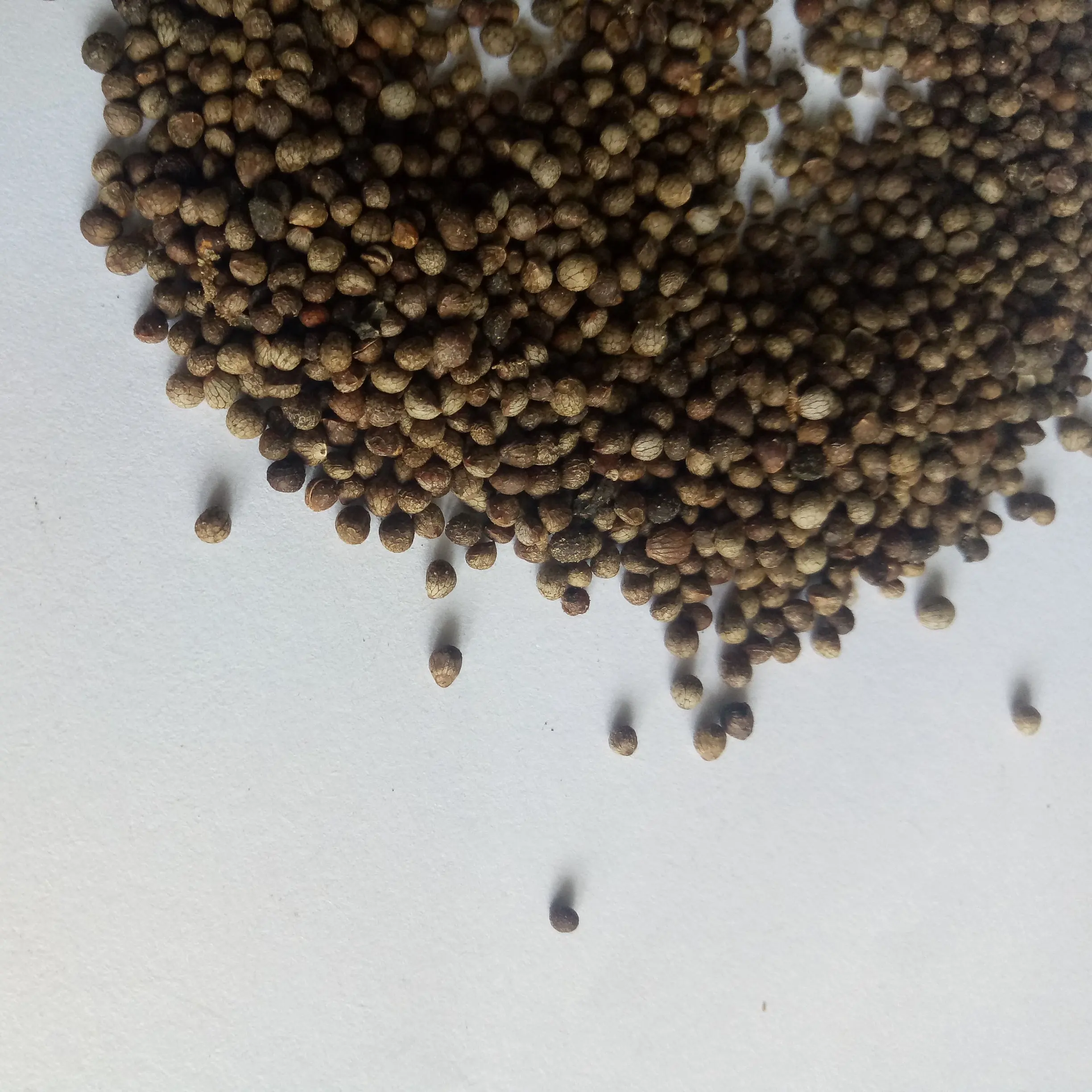 Pure New havested Deulkkae Perilla frutescens seeds for planting