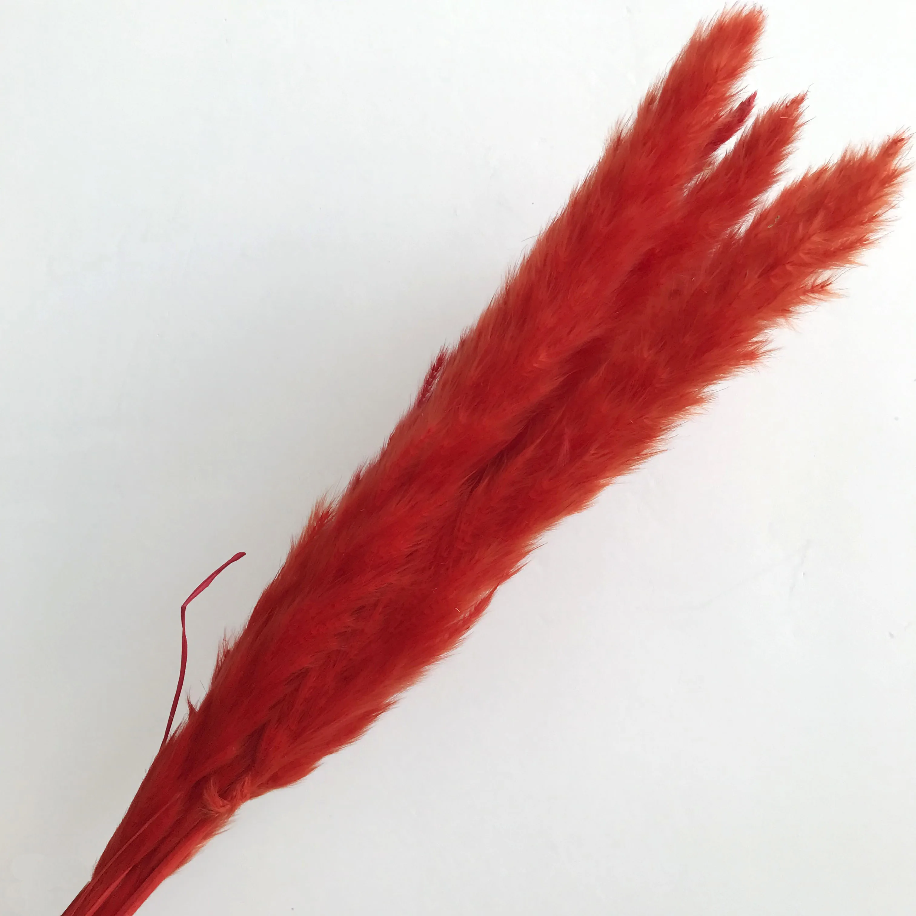 dried flowers painting dried flowers singapore