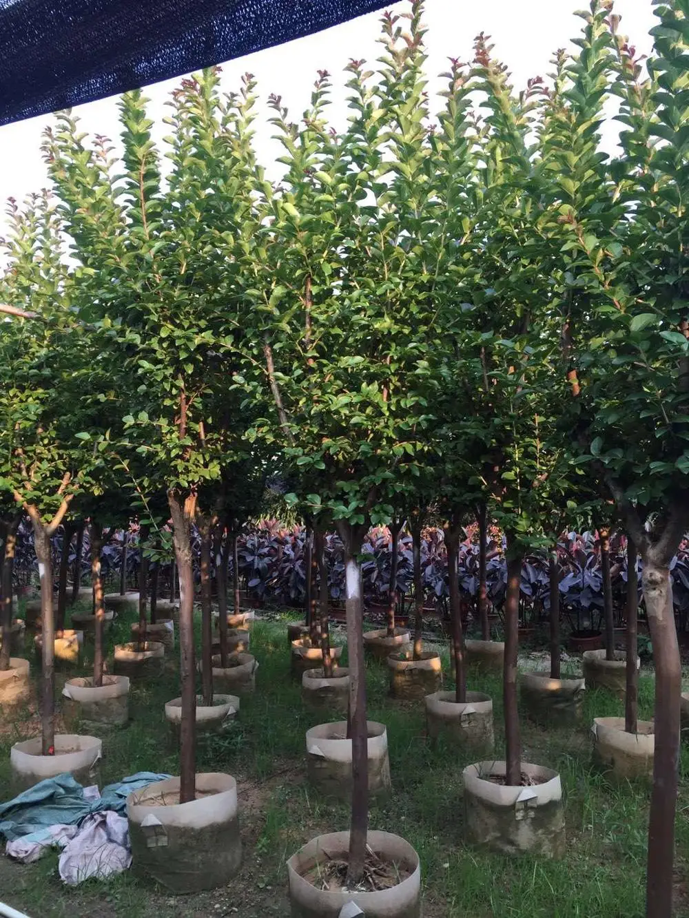 Белый, красный, фиолетовый, розовый, прямой ствол, индийское дерево лагерстроемии