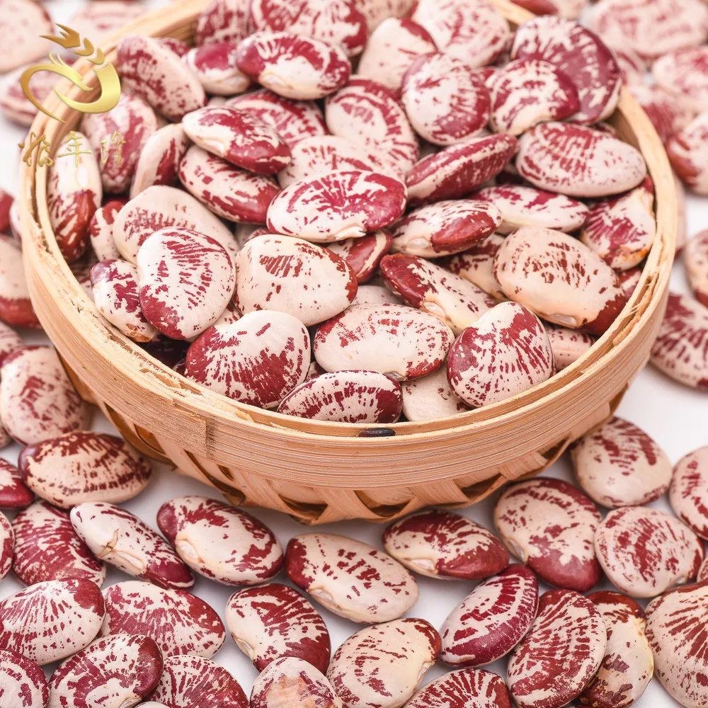 good quality New crop originated Light Speckled Long shape Runner Beans