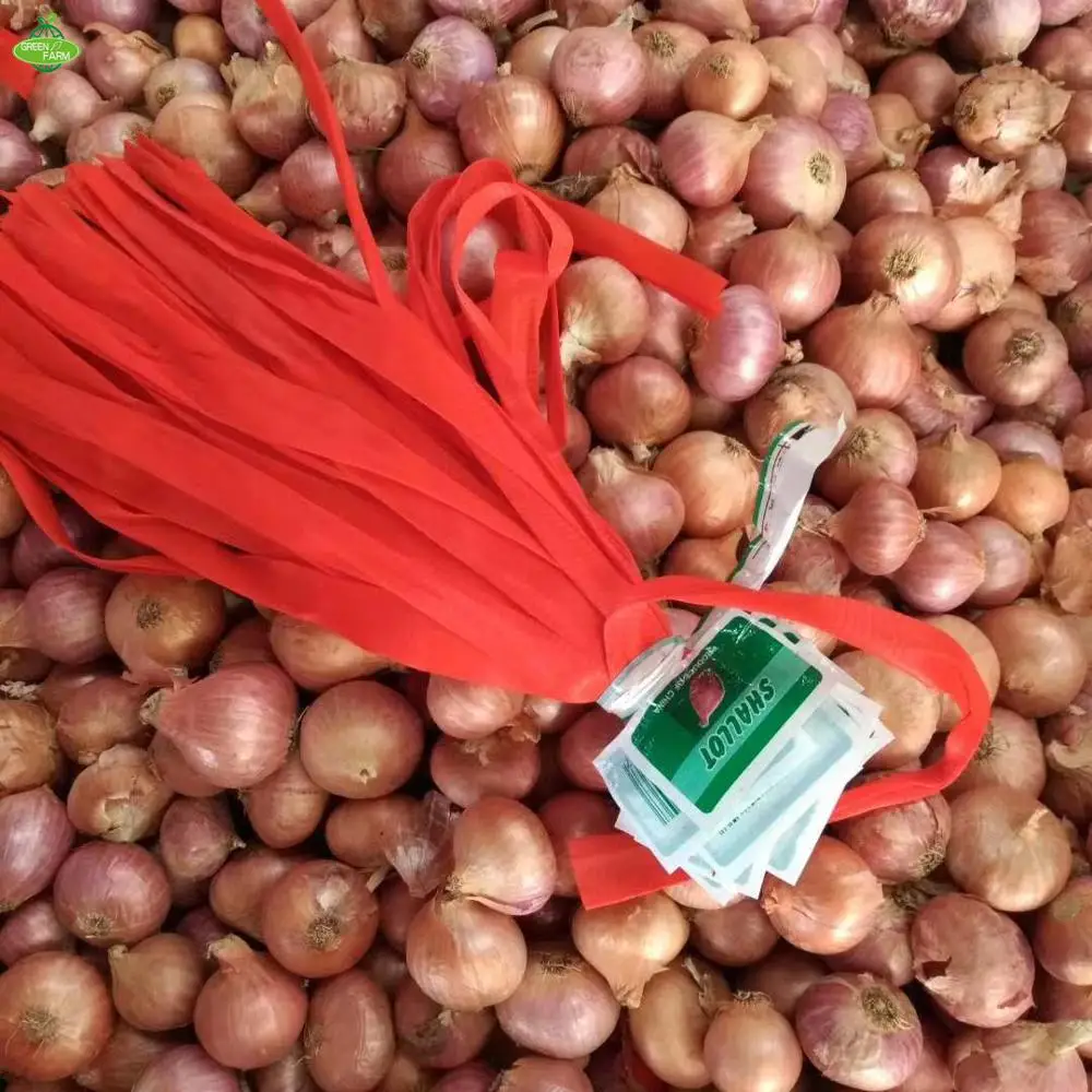 Fresh Shallot , Fresh red onion , High Quality and Best Price , 1 pound